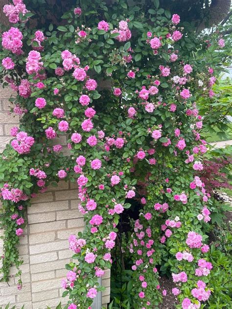 爬藤玫瑰種植|如何种好爬藤玫瑰 Climbing rose